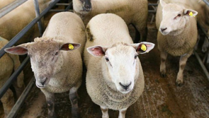 Leitrim farmer warns it is a critical time for sheep sector