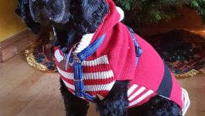 Christmas is a busy time to introduce a new dog says Leitrim Animal Welfare