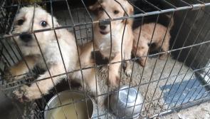 ISPCA has uncovered 20 illegal puppy farms so far in 2021
