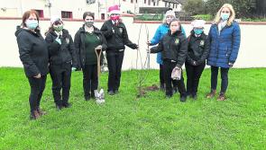 Tidy Towns and local schools combine in native tree planting project