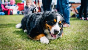 Glenfarne Gala Sports and Cultural Day on Sunday