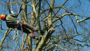 Trees to be removed at entry to Lake View Estate