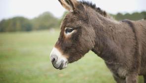 Do not feed donkeys and horses without owner's permission