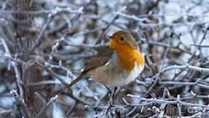 Frosty conditions for Christmas Eve for counties Sligo, Leitrim, Roscommon and Cavan