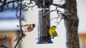 Leitrim gardeners encouraged to feed birds to aid pest control