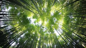 100,000 hectares of forest to be planted in effort to focus on climate action 