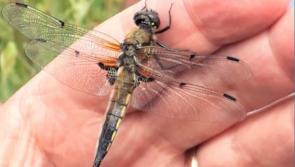 Learn about Ireland's dragonflies and damselflies at Leitrim workshop