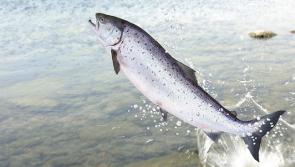 Funding announced for fisheries conservation in Leitrim
