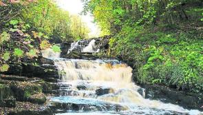 Aughnasheelin May Walk is back