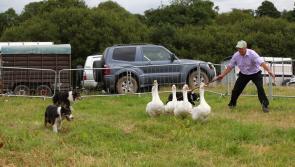 All-Ireland finals and over 200 classes at Arva Agricultural Show