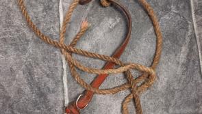 Leitrim dog warden bitten by escaped dog