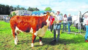 GALLERY:  Brilliant day out for Mohill Show 2022