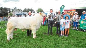 Gallery - Part 2:  Mohill Show takes place in glorious sunshine
