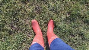 Leitrim Sustainable Agriculture Group farm walk in Manorhamilton this Friday