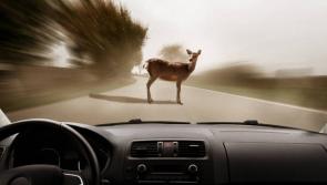 Signs warning drivers of deer on Barnes road to be erected