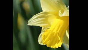 Watch: Seamus O'Rourke's beautiful piece "Recued Time"