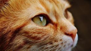 ALERT: Pet toy bought by Irish consumers recalled due to risk of damage to eyes