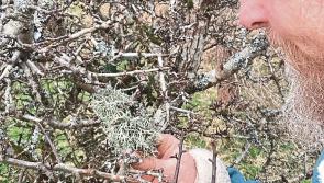 Unique Leitrim Hawthorn Project unveiled