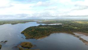 Two woodlands close to the Shannon selected as new Coillte nature biodiversity restoration projects 
