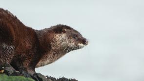Spotted an otter in Leitrim lately? The National Parks and Wildlife Service wants to know