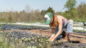 McConalogue announces opening of the Woman Farmers’ Capital Investment Scheme under TAMS 3