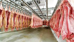 Farmers at wits end as  factories continue their assault on beef prices