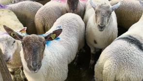 Challenges for sheep sector grow as prices drop further - IFA