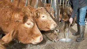 IFA looking for farm workers to be included in critical  skills occupation list