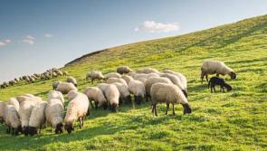  Councillors call for extension of deadline for agri scheme