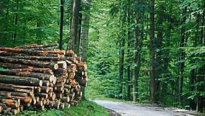 IFA Timber Price Survey shows price stability, but sellers should look for best quotes