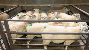 EU New Zealand free trade agreement another blow for sheep farmers