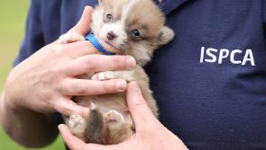 ISPCA calls on Leitrim to assist with combatting animal cruelty