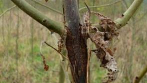 Remove dead trees before they become hazard