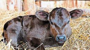 Young calves need rest before long journeys