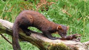 Pine martens need to be culled - Dolan