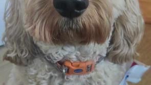 Vote for Ted,  Leitrim's doggy contestant in this year's Nose of Tralee