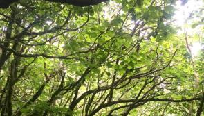Climate Camp to be held in Manorhamilton