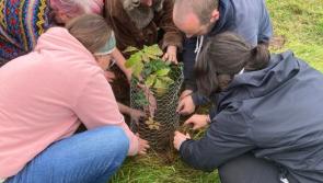 150 campaigners pull up Sitka spruce on Coillte plantation in Leitrim