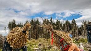 IN PICTURES: 150 campaigners pull up Sitka spruce on Coillte plantation in Leitrim