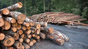 Call for clarity on the new forestry programme
