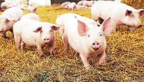 Urgent action needed to address acute staff shortages in pig sector