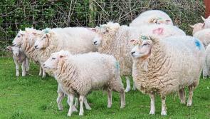 Lack of meaningful supports furthering crisis in sheep sector