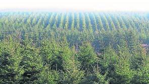 Over 20 per cent of Leitrim under forestry