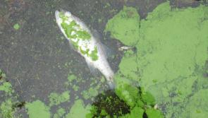Leitrim County Council warns of algal blooms in lakes