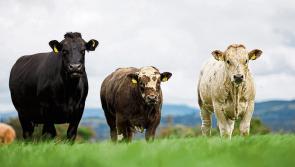 Downward pressure on beef prices by factories is unacceptable says IFA