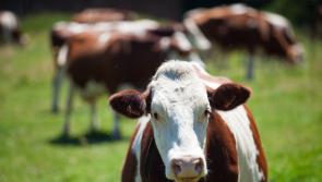 Inclusion of IBR testing in National Beef Welfare Scheme a serious mistake
