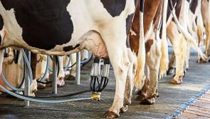 Dairy farmers  feel betrayed by nitrates decision