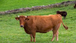 Minister announces extension to the closing date for the National Beef Welfare Scheme 2023