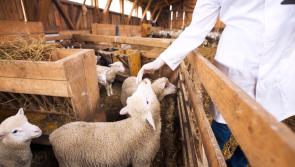 Sheep farmers can now notify their farm-to-farm movements from their phone