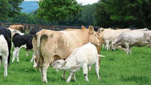 Suckler cow and beef farmer supports must be delivered in Budget 2024 – IFA